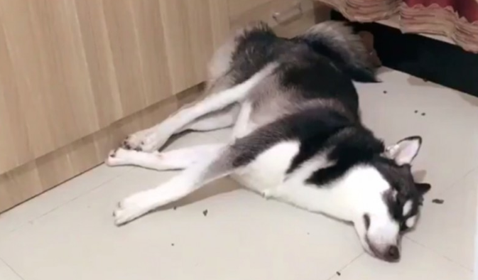 二哈数次文化教育死不悔改,猖狂到在家里干这件事情,急得主人想炖狗肉汤