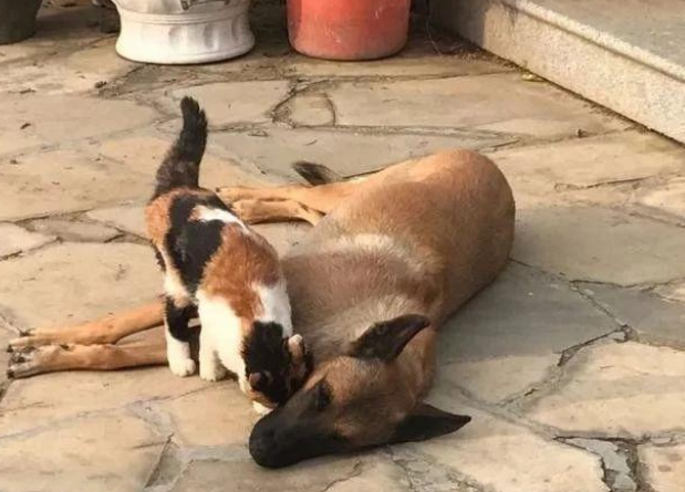 退休工作犬遭遗弃孤独等死,一只三花猫的出现改变了一切!