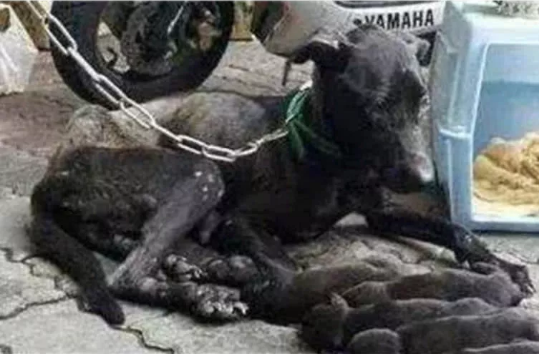 狗狗被铁链锁着当狗种,年老体衰仍坚持喂孩子,这母爱令人动容