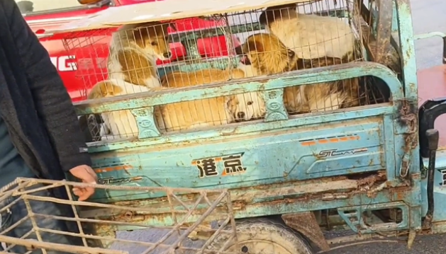 因伤了小孩,9只小土狗全上狗肉车