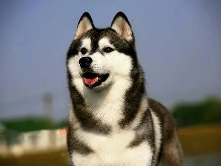 哈士奇紧咬玩具一整天，不吃饭也不松口，知道真相后被狗狗蠢哭了?