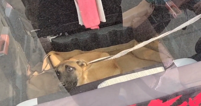 瘦马犬可怜巴巴地看着大叔,可最后还是350块被卖给了狗贩子