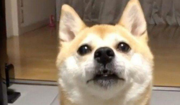 柴犬宠着主戏弄,小表情立刻越来越凶悍起來,可下一秒却积极笑着认怂