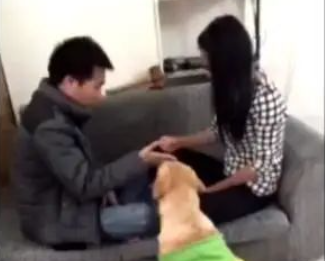 见到男主人拿锤子,一手锤向女主人,狗狗立即急了!