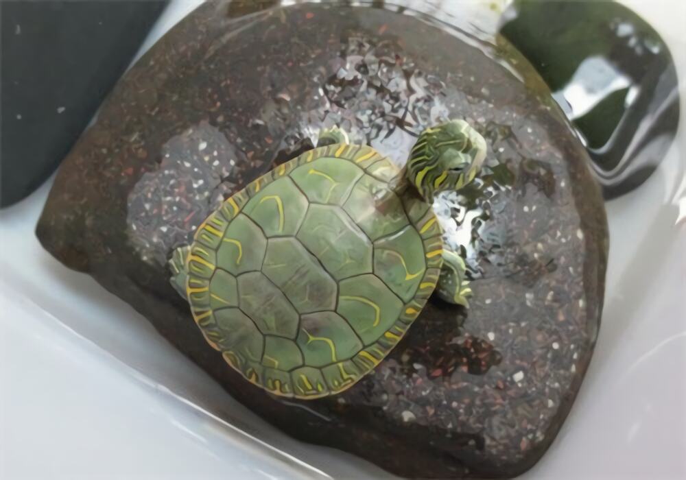 西部锦龟身份信息