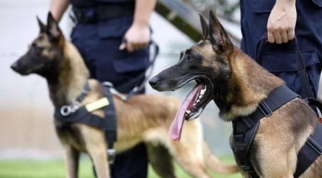 中国正在征用的5种军警犬,每一只都是保家卫国的能手!