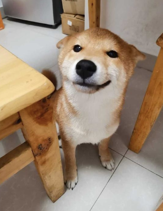 主人教育犯错的柴犬,但见到它很不屑的小表情,如何很想打它呢!