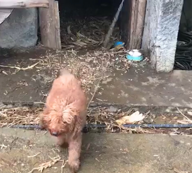 泰迪在农村被养成看家狗,憨壮老实,看到熟人还会摇尾巴……