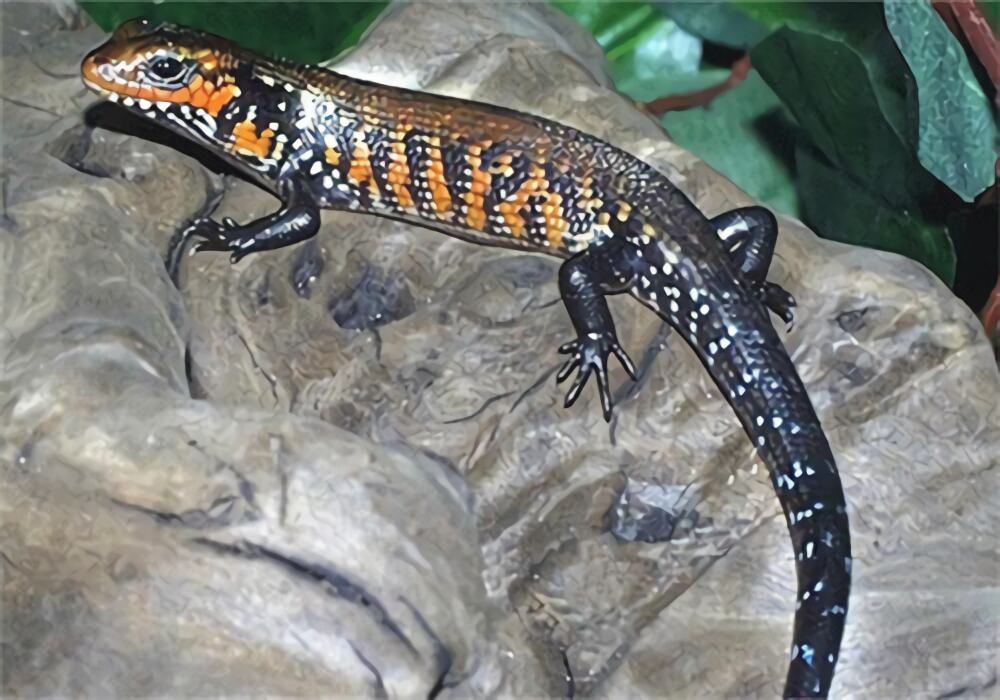 火焰石龙子身份信息