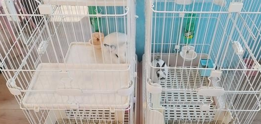 一猫咖半月无人管引网友热议,南京的猫咖狗咖还好吗?