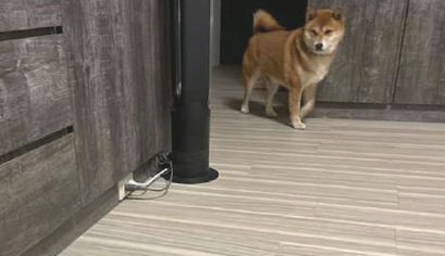 网友让柴犬去捉蟑螂,没想到它后退速率比主人还快,白种活你吧