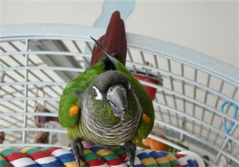 绿颊锥尾鹦鹉身份信息