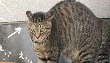 带狗狗出去转悠,竟被一只猫吓得打哆嗦,主人家定睛一看怪可怕的!