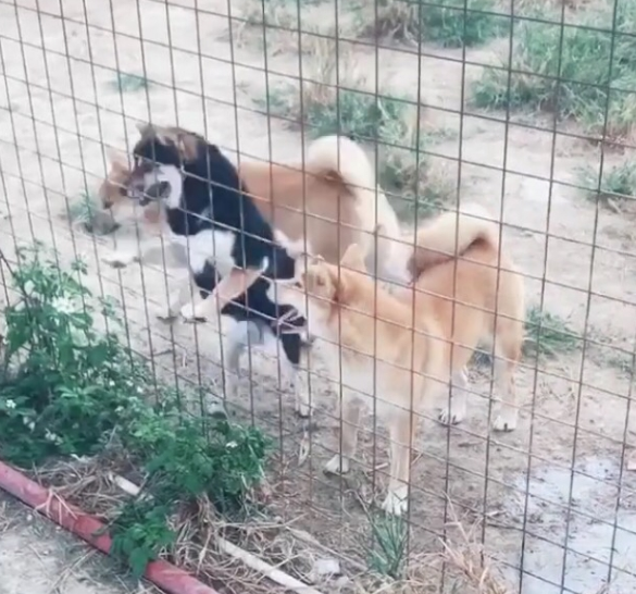 把围栏加到3米高,柴犬一绝技让主人懵圈,网友:30米高也白搭