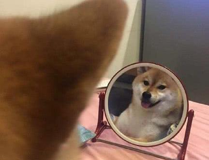 铲屎官化完妆忘收镜子, 意外看到柴犬臭美一幕, 第一次见狗子被帅笑了