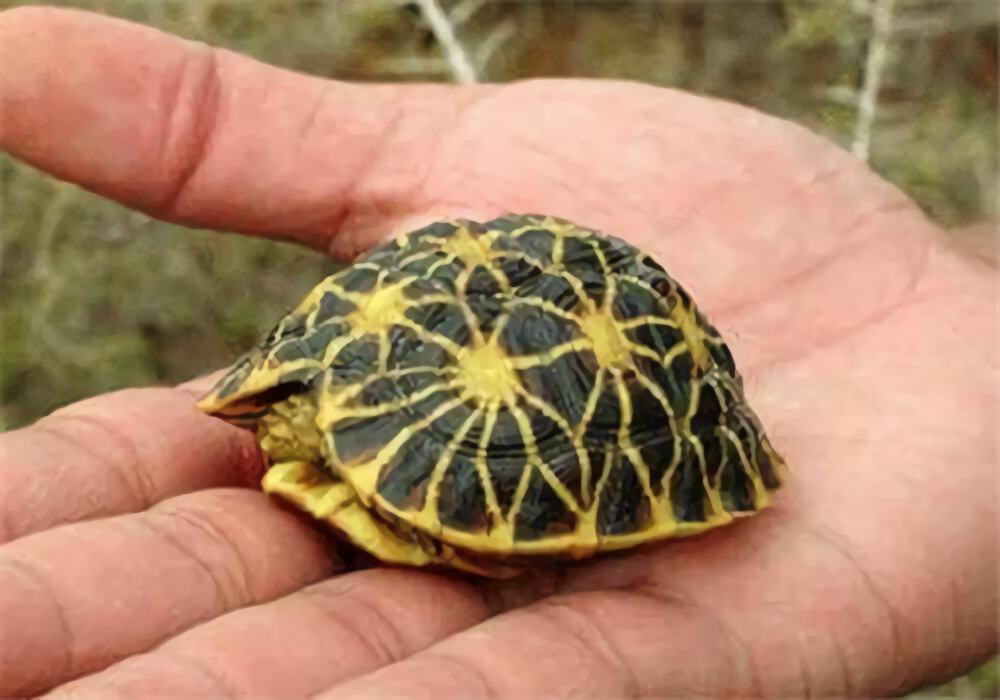 几何陆龟身份信息