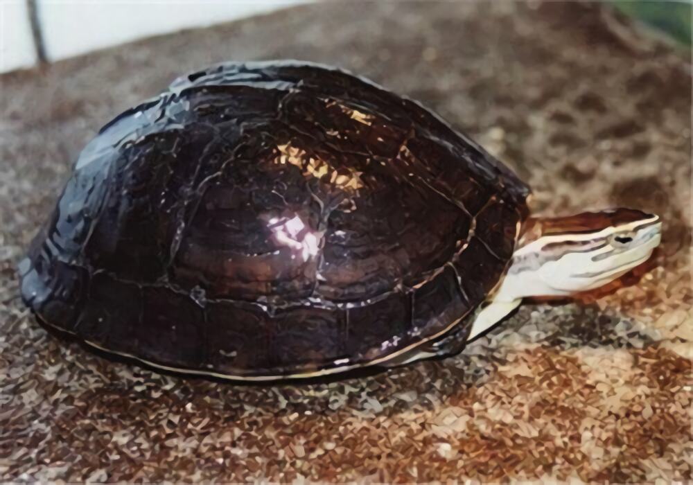 安布闭壳龟身份信息