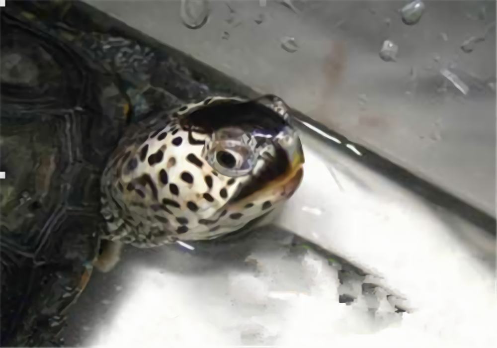 佛罗里达东部钻纹龟身份信息