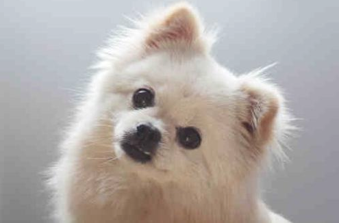 为什么主人家和狗狗讲话,狗狗一直歪着头看?陪你掌握喵星人的心里!