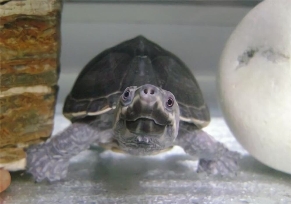 密西西比麝香龟身份信息