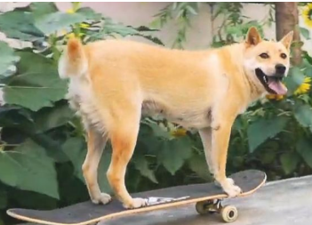 田园犬为争口气懂得溜滑板,一路摇尾狂嘚瑟:别跟我提智力这两个字