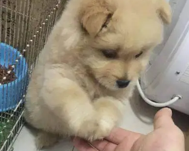 网友带回家的流浪狗,不断对着主人作揖