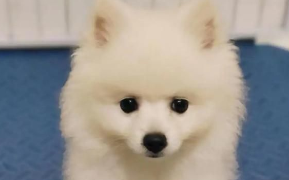 小狗到家里几天一直生病,商家不敢回应