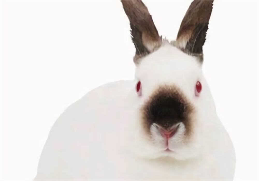 加利福尼亚兔身份信息