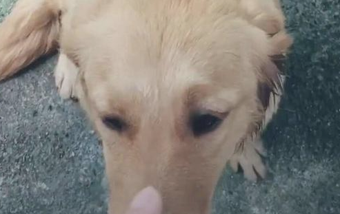 一窝狗狗5黑1黄,狗妈妈承认:生到最终一只,沒有黑墨水了