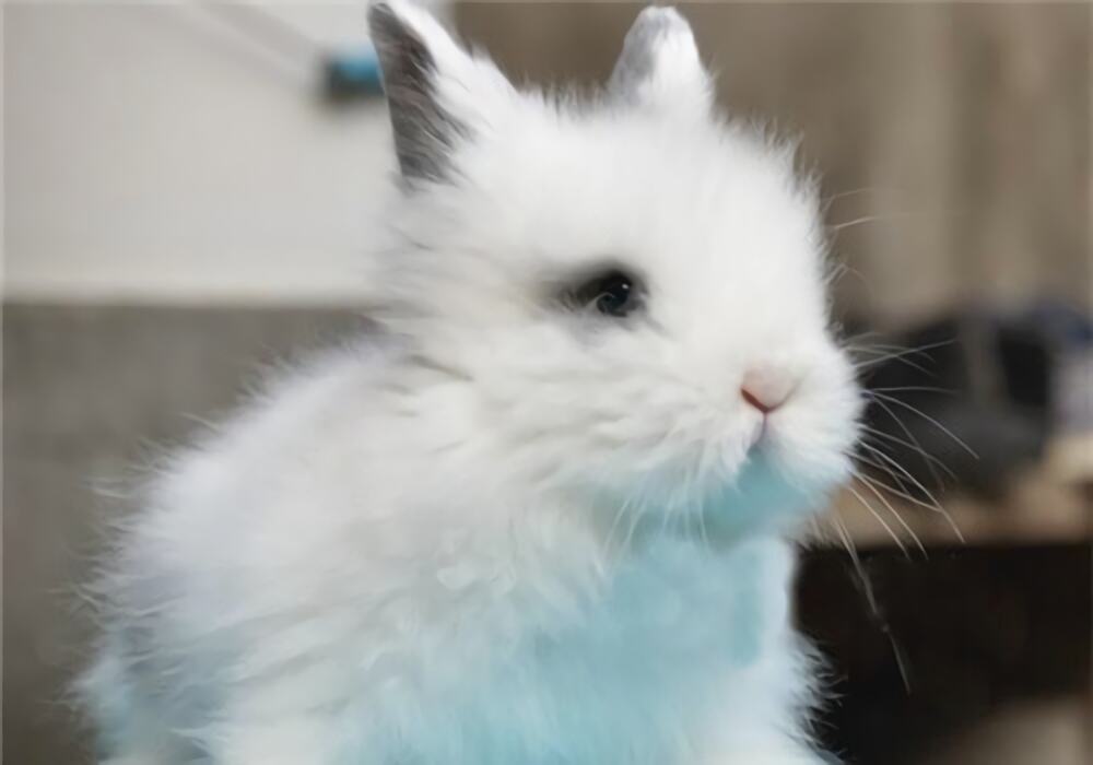 狮子兔身份信息