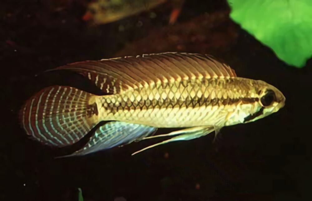 红珍珠短鲷身份信息