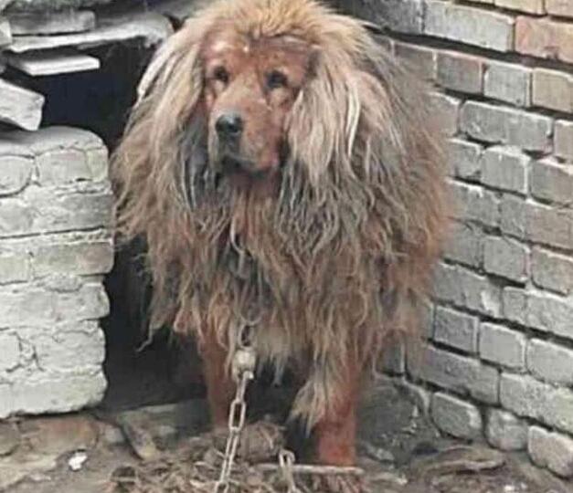 主人为了惩罚犯错的金毛犬,将其送到了农村,再见到已经不敢认