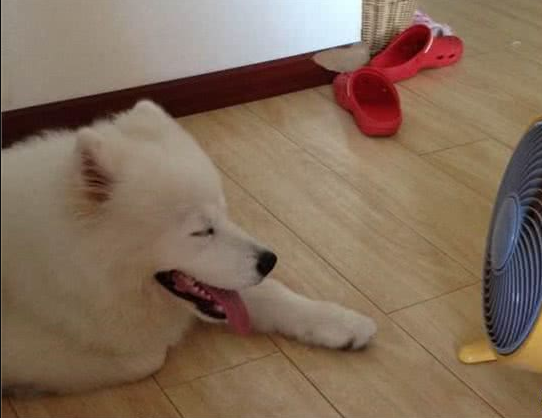 长毛犬要如何过夏季?不必剃光!只需做好这3点,凉爽一夏天!