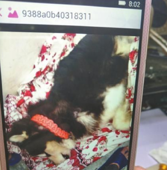 宠物犬送训3个月后猝死 训练中心承诺赔偿后反悔