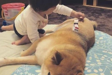 狗狗和小主人变成忠实,连入睡都相同睡觉姿势,交往技巧,羡煞他人