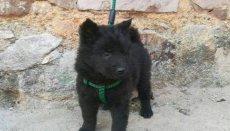 男子花300元买五黑犬,卖家想花重金买回,却被拒之门外