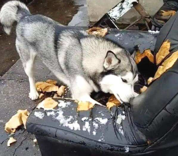 主人叫哈士奇帮助看娃,回家一看,主人:气的想卖狗!