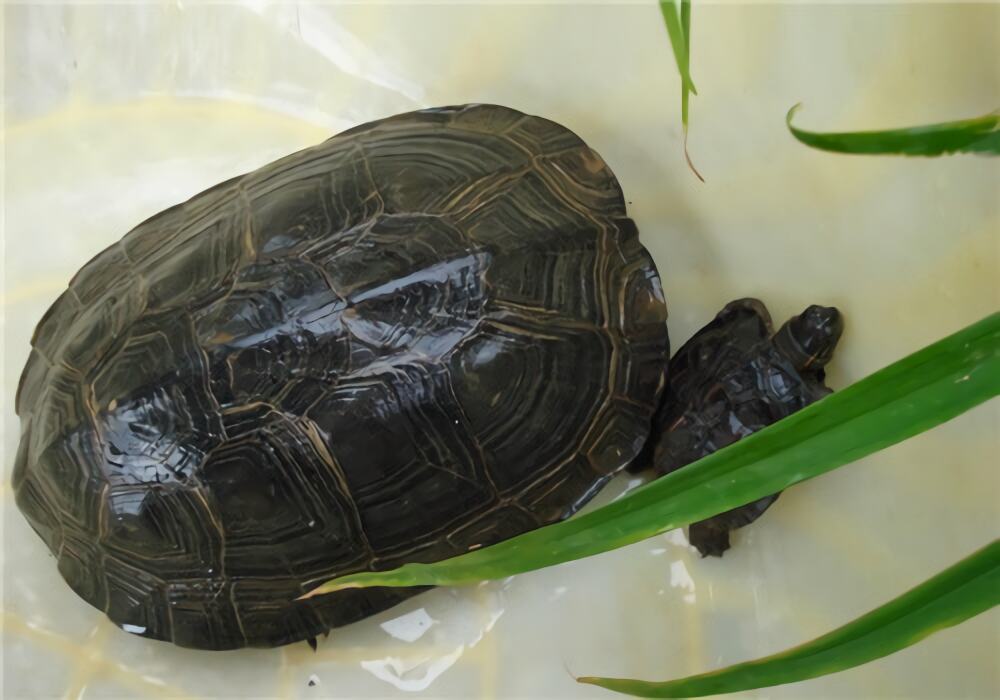 黑颈乌龟身份信息