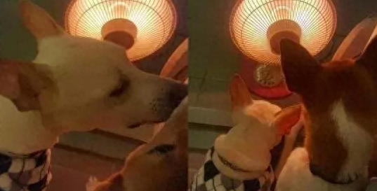 主人怕冷搬暖炉进厕所,结果眼前突然冒出了俩“狗头”!
