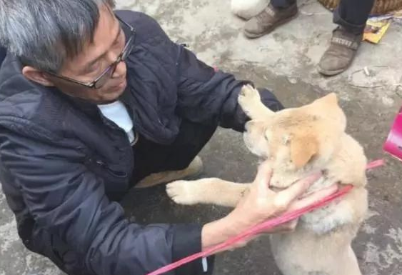 狗狗被卖去狗场,一个姿势吓跑大伙!网民:解恨