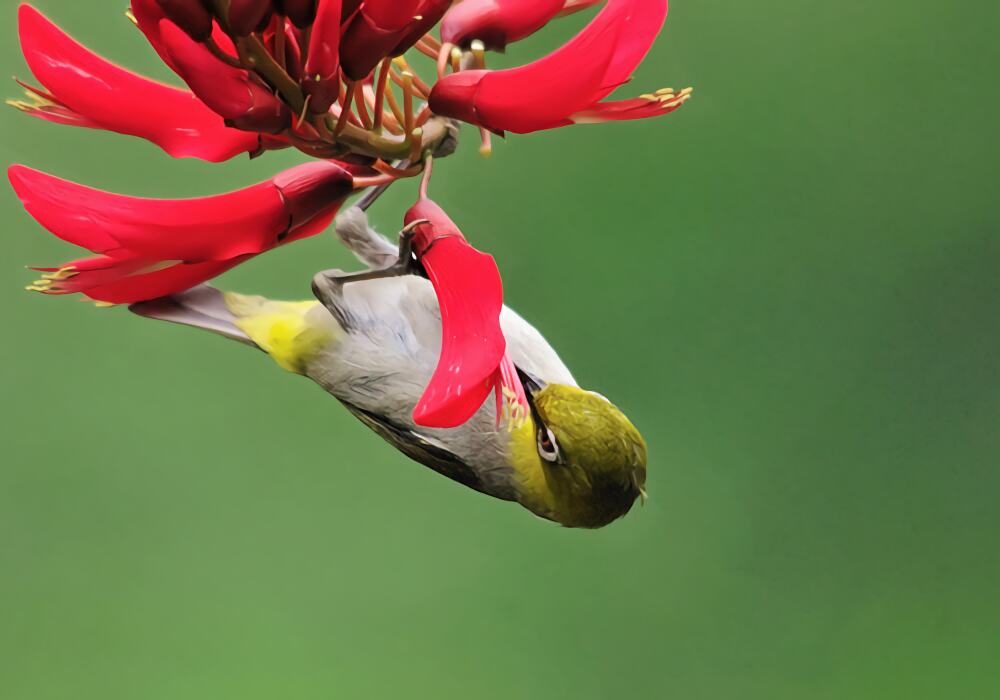 暗绿绣眼鸟身份信息