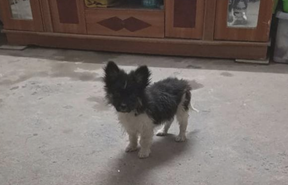 流浪狗饿坏了在快餐厅彷徨好几天，女生带回饲养二天后又悔了