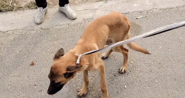 瘦马犬可怜巴巴地看着大叔,可最后还是350块被卖给了狗贩子
