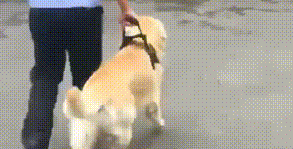 冒充警犬混入警局,还顺带偷吃了鸡腿,金毛最终被“抓”了