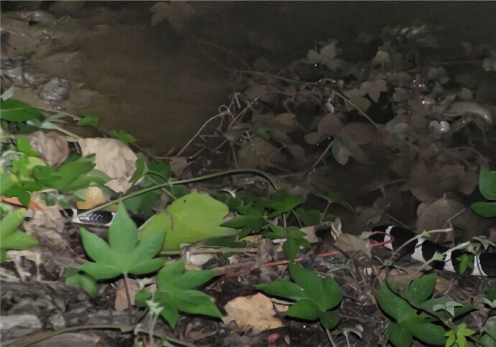 原矛头蝮身份信息