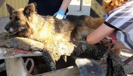 狼犬在路边晒太阳睡觉,结果沥青融化与它“融为一体”,幸得救助