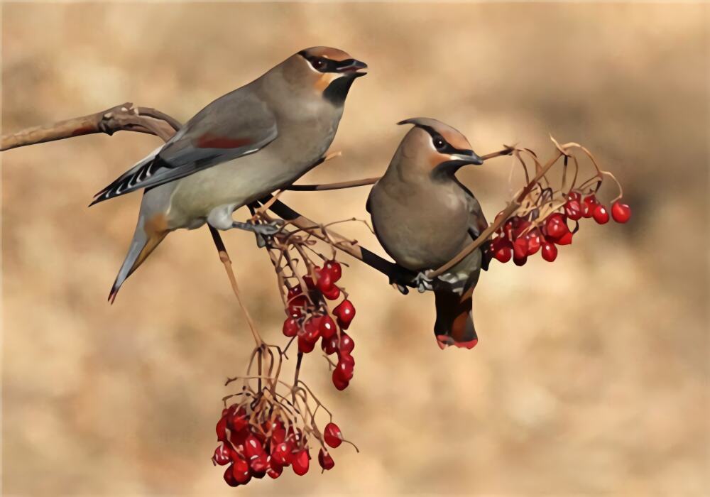太平鸟身份信息