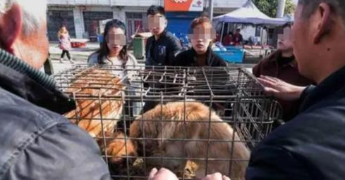 爱狗人士非法禁锢,殴打狗肉店店主:有些人只爱狗,不爱人!