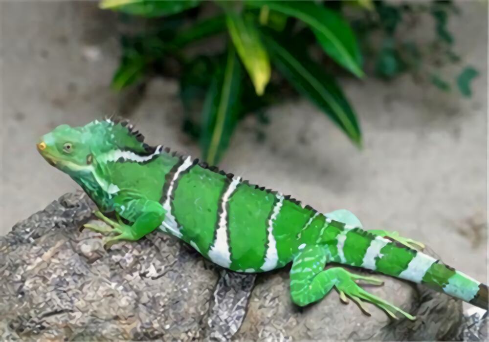 斐济鬣蜥身份信息