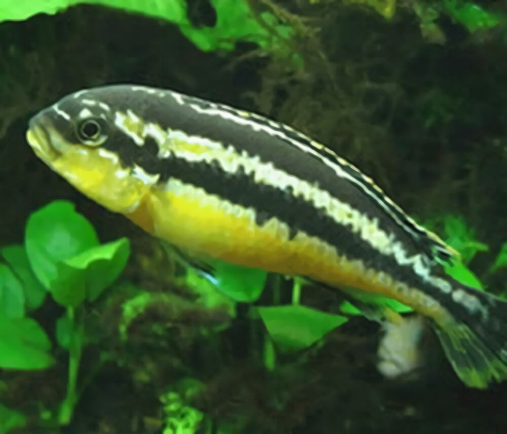 非洲凤凰鱼身份信息